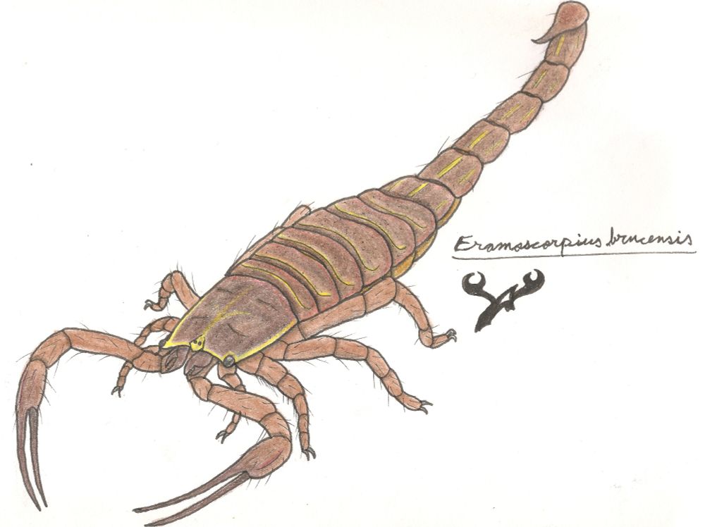 A drawing of Eramoscorpius brucinensis, mybe one of the first scorpion capable of walking well on land
