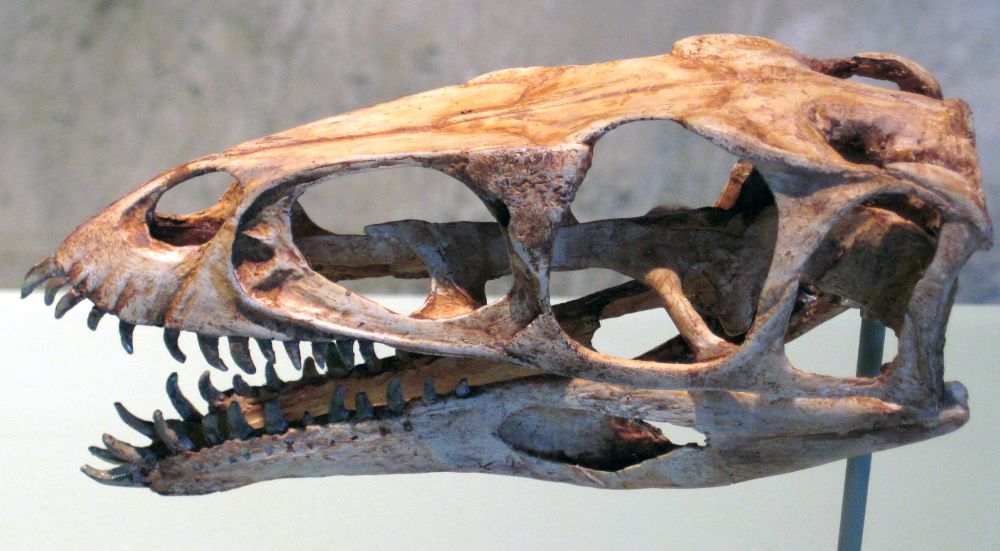 Skull reconstruction of Masiakasaurus, showing the unusual front teeth arrangement