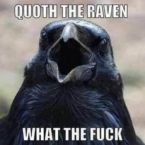 A meme featuring a picture of a raven with its beak open and the words “QUOTH THE RAVEN WHAT THE FUCK”