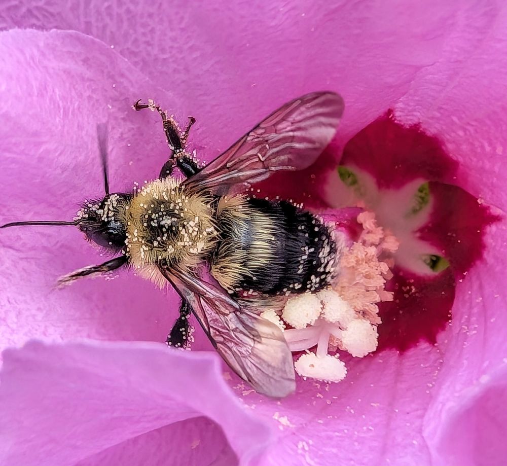 A bee covered in pollen coming out of a rose of Sharon bush 