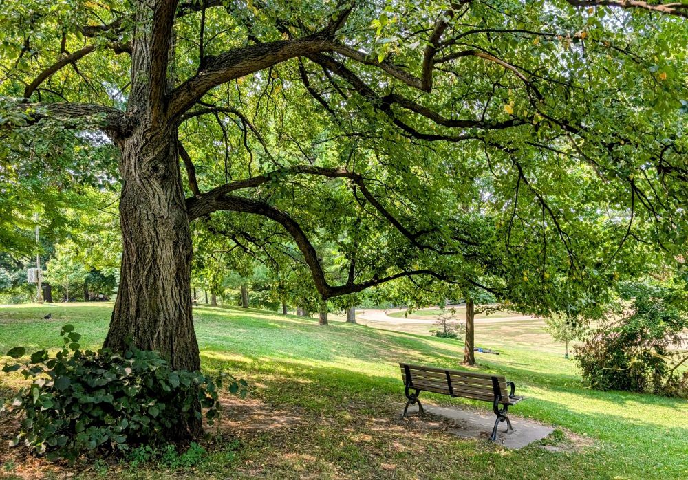 A bench under an interesting tree in Riverdale Park