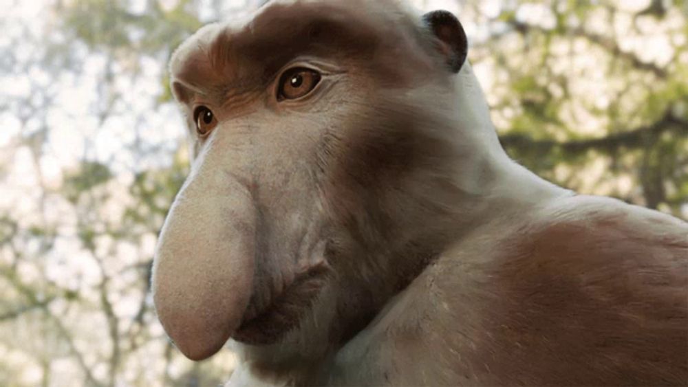 a close up of a monkey with a very long nose