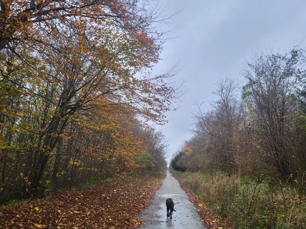 The figure of a dog walks up a straight gravel part that extends into the horizon through the middle of a forest.  Trees on either side display the colours of autumn, the ground is wet from falling rain. 
