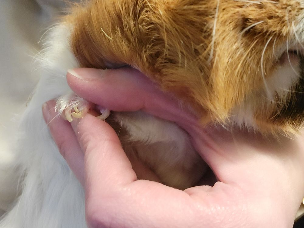 A closeup of a white and brown guinea pig's paw, with one middle finger having grown two claws that curl into each other, for a total of five