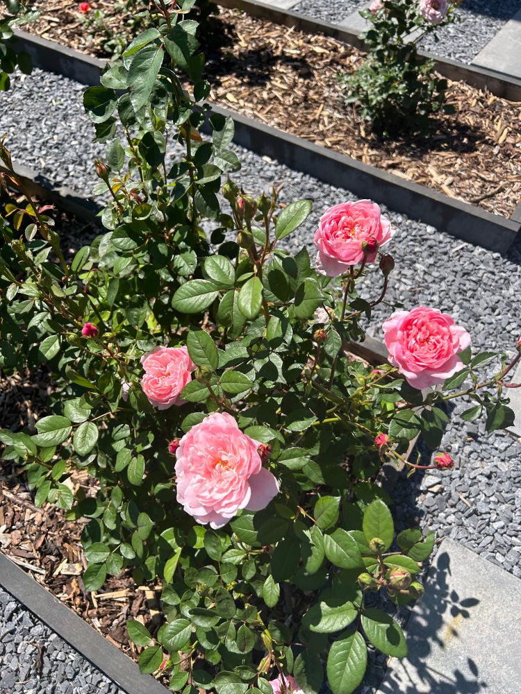Photo of “Alnwick” Rose, a pink David Austin English shrub rose.