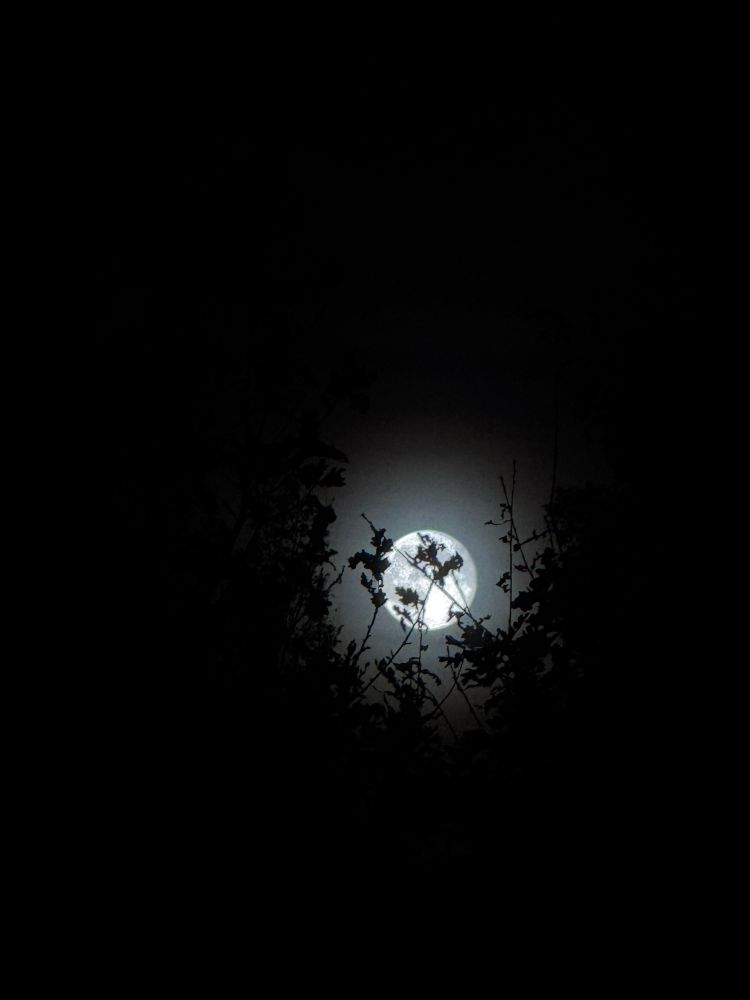picture of a full moon shining from behind some trees. most of the picture is pitch black