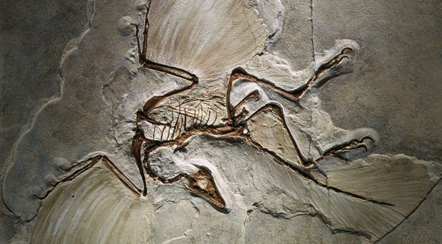 an archeopteryx lithographica fossil, berlin