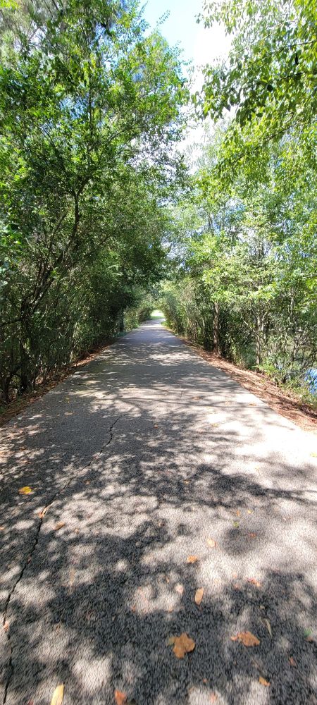 A walking trail at a park in the daytime. The trail continues into the center of the image before disappearing through an arch created by small, skinny trees lined up on either side of the trail, reaching over the trail to intertwine their branches in the sky. The shadows of the trees pepper the trail and offer refuge from the bright sun. To the right of the trail is a lake.