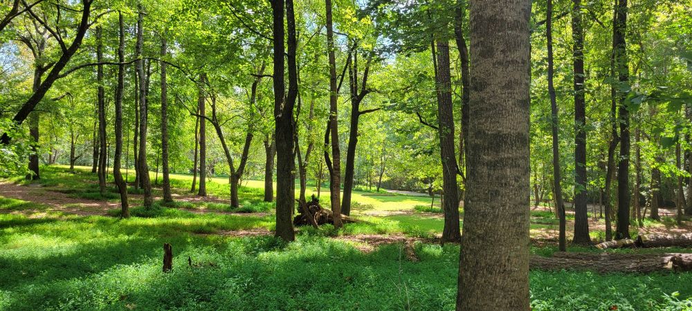 A small clearing in the woods at a park during the daytime. In the center of the image is a fallen log. There are tall, skinny trees scattered throughout the picture with bright green leaves, and rich green foliage covers the ground. Light shines through the leaves of the trees, dappling the ground with sunshine and shade.