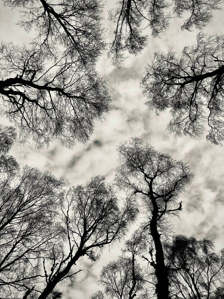 A black and white photograph of birch trees in winter, taken looking up, directly overhead. The sky has mottled clouds. 