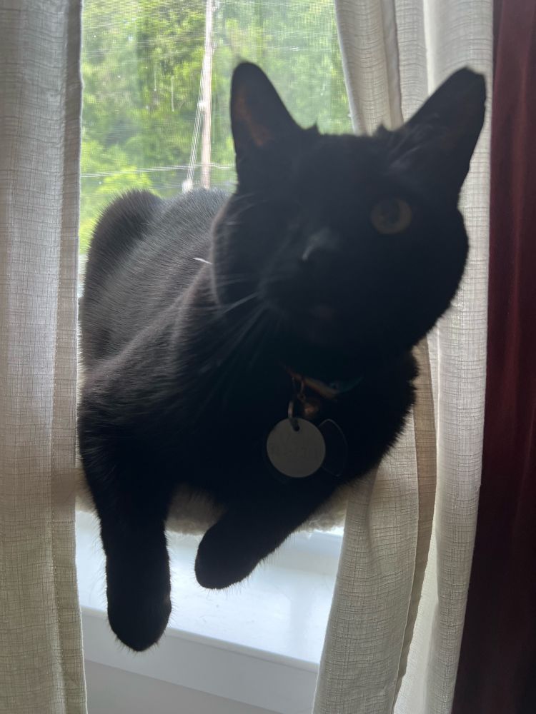A one eyed black cat perched on a window ledge, staring at the camera