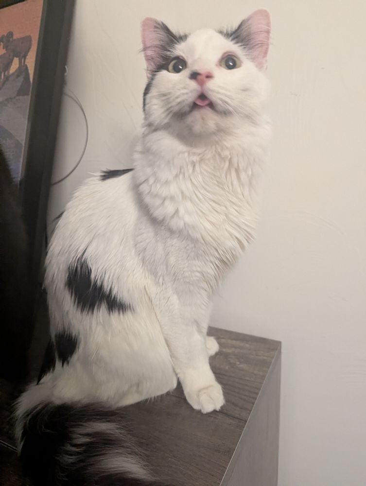 A white cat with black spots with wide eyes and tongue out sitting on a wooden dresser in front of a white wall 