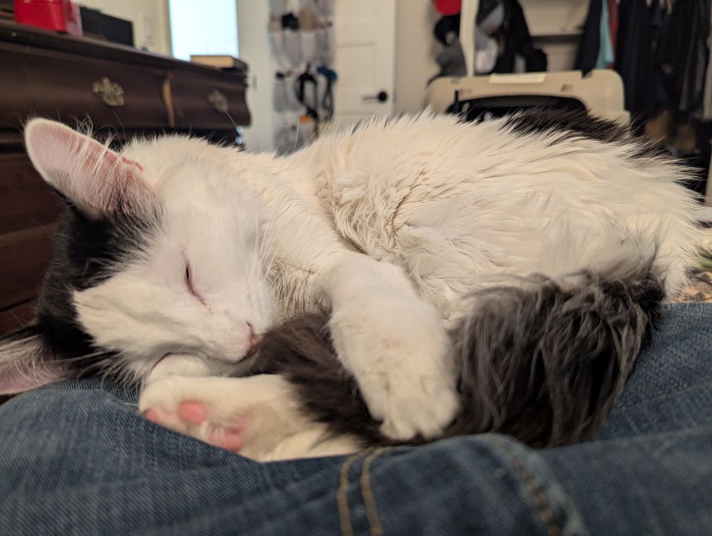 A white cat with black spots curled up holding his back legs and tail sleeping on a person's lap. Background is a wooden dresser and open closet