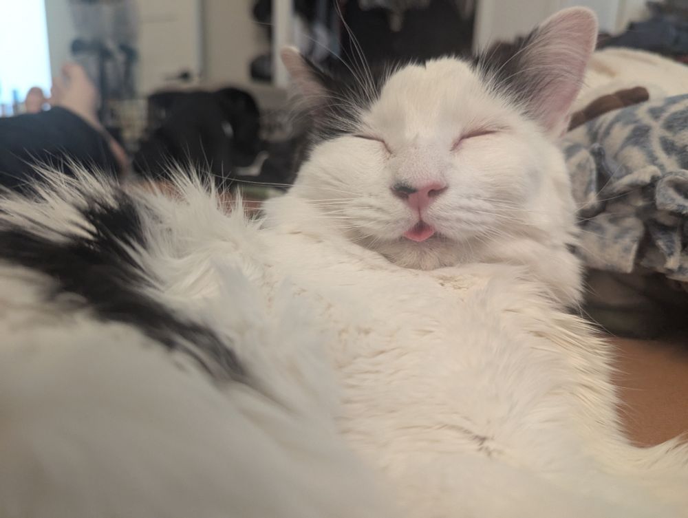 A white cat with black spots laying with his head up, eyes closed, and tongue slightly out. Background is a white and blue pillow and blurred open closet