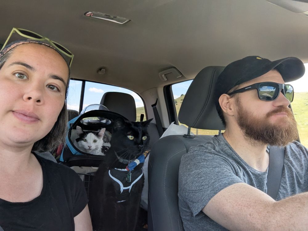 A man and woman driving in a car with a black cat standing on the center console and a white cat with black spots in an open carrier behind him