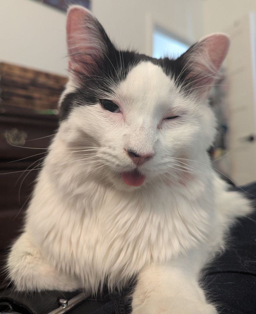 A white cat with black spots with one eye open and his tongue out 