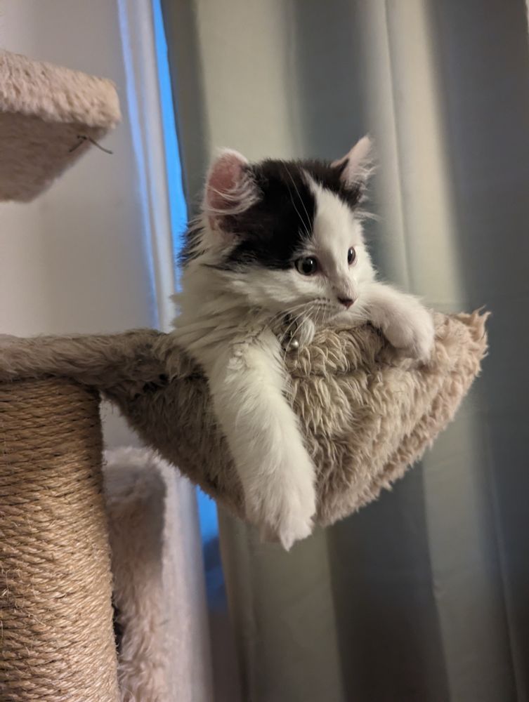 A white kitten with black spots in a pouch attached to a cat tree looking off to the side. Behind him are green curtains 