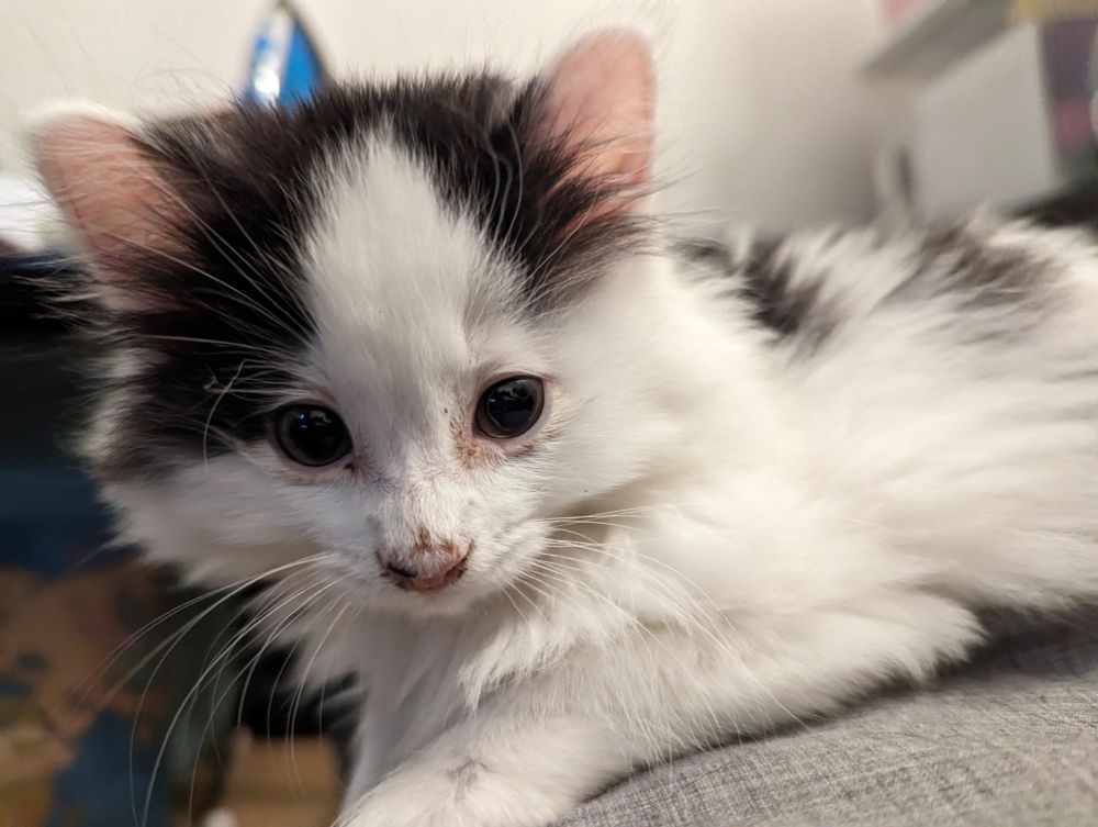 A white kitten with black spots with some crust on his nose and left eye