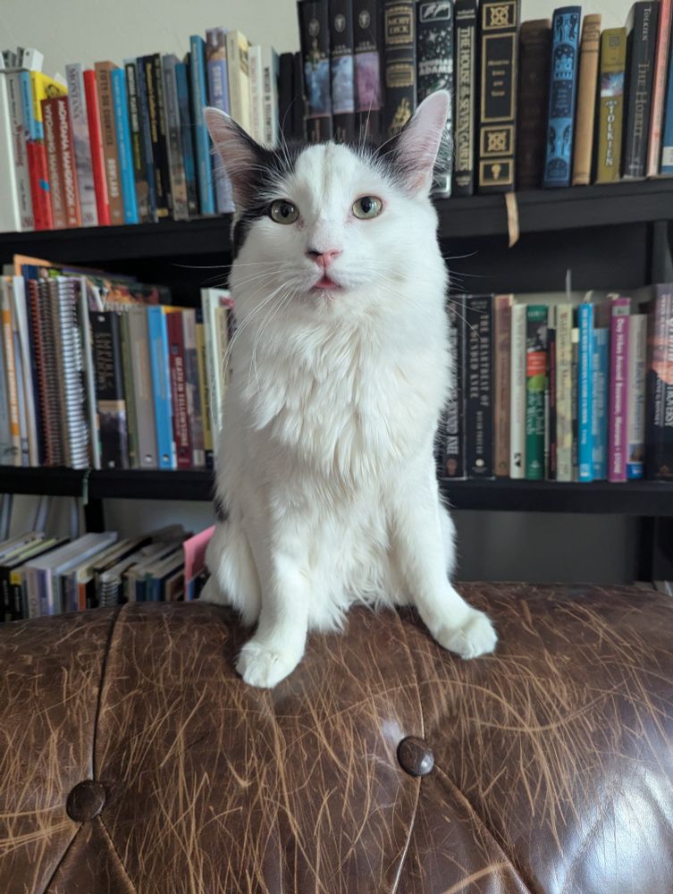 A white cat with black spots sitting on the back of a brown leather chair. Behind him is a bookshelf filled with various hardcover and paperback books