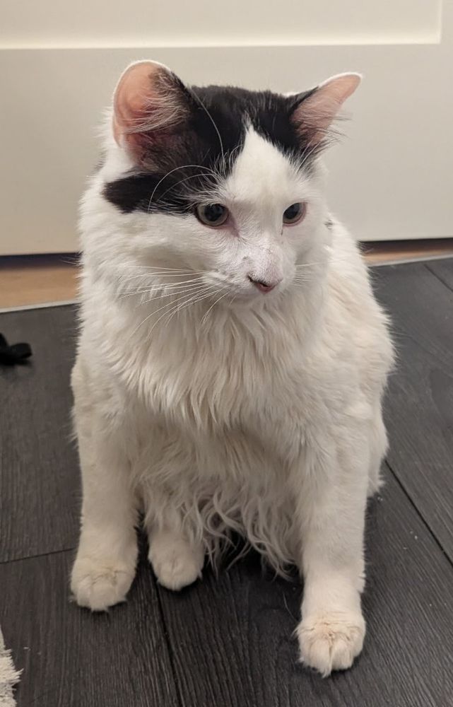 A white cat with black spots sitting up with a wide stance in front of a white door