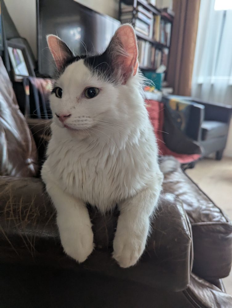 A white cat with black spots sitting with his paws over the arm of a brown leather chair. Background is a TV, bookshelf, and another chair
