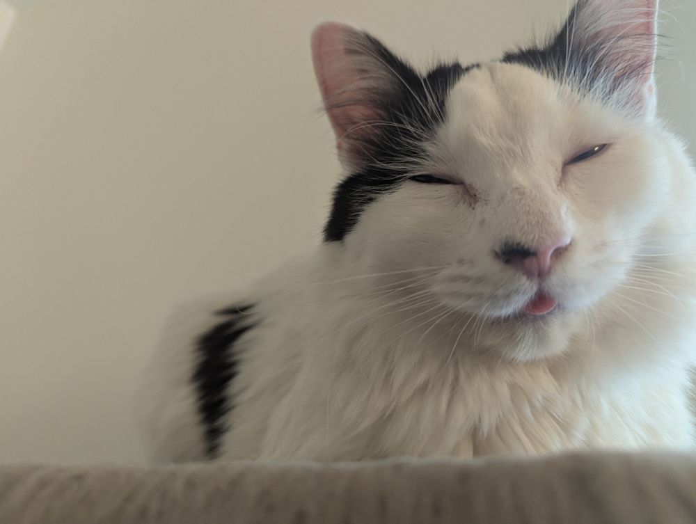 A white cat with black spots with his eyes mostly closed and his tongue slightly out 
