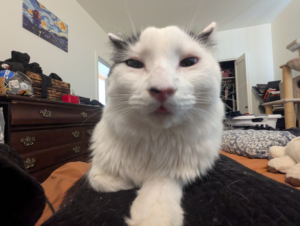 A white cat with black spots laying on a person in a black hoodie who is laying on a bed with an orange comforter. To the right on the bed are a white pillow with a blue pattern and the feet of an Appa plushie. Background is a wooden dresser, open closet, and cat tree 
