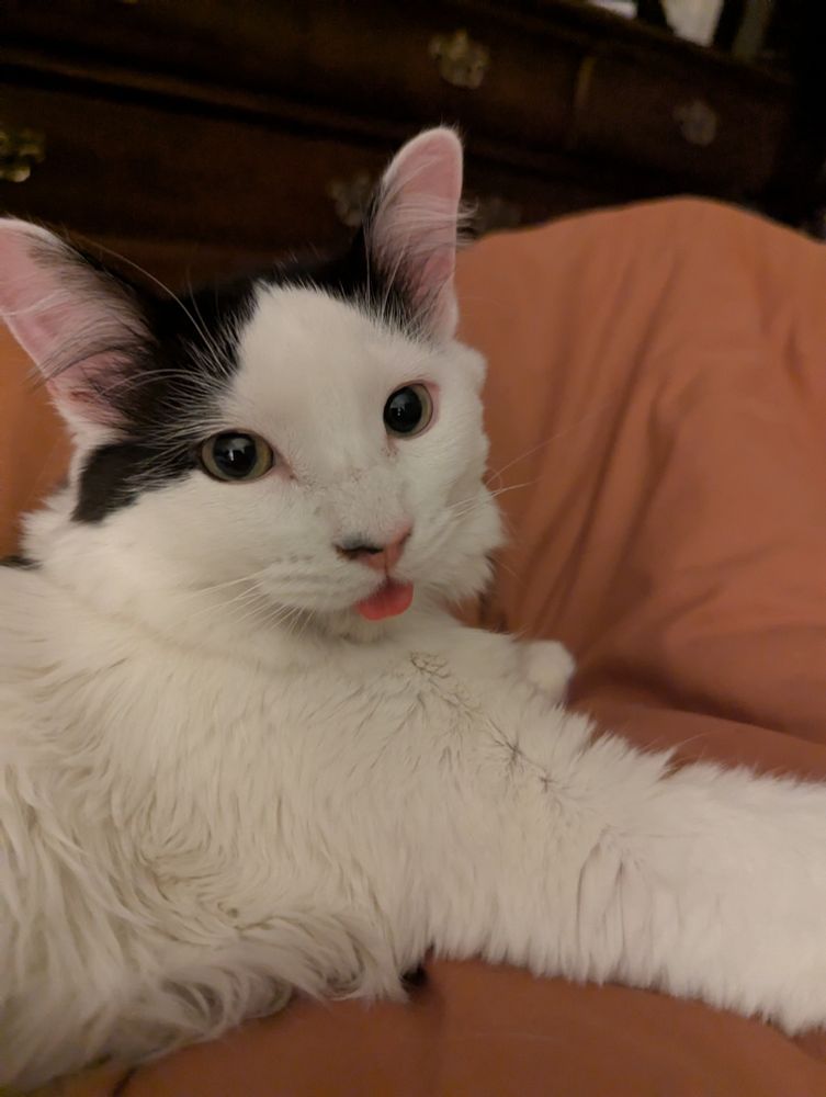 A white cat with black spots with his tongue out laying on an orange comforter 