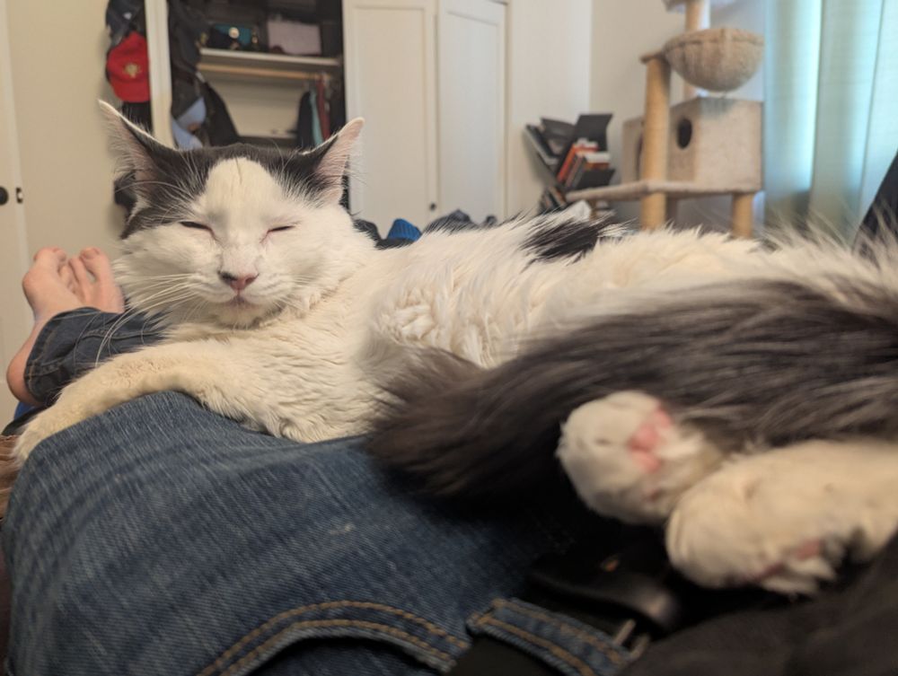 A white cat with black spots with his eyes closed sitting on a person wearing jeans. Background is an open closet and cat tree 