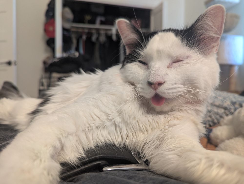 A white cat with black spots with his eyes closed and tongue out laying on a bed with a cat tree and open closet behind him