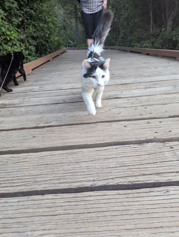 A white cat with black spots in a harness on a leash walking across a wooden bridge. To the left is a black cat also in a harness and leash. There is a person behind him holding the leash and trees on either side of the beidget