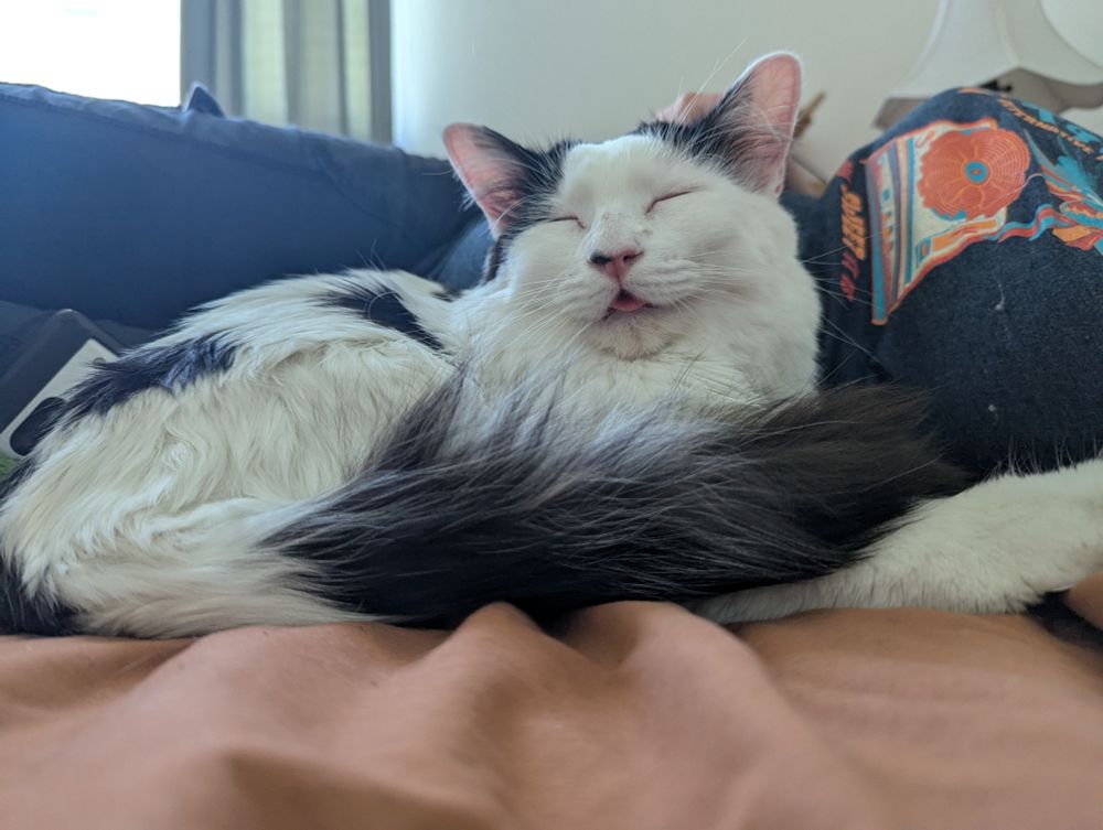 A White cat with black spots with his eyes closed and tongue slightly out and his tail wrapped around himself sleeping along side a person who is wearing dark blue pants and a shirt with a flower on it. Foreground is a white comforter and background is an open window