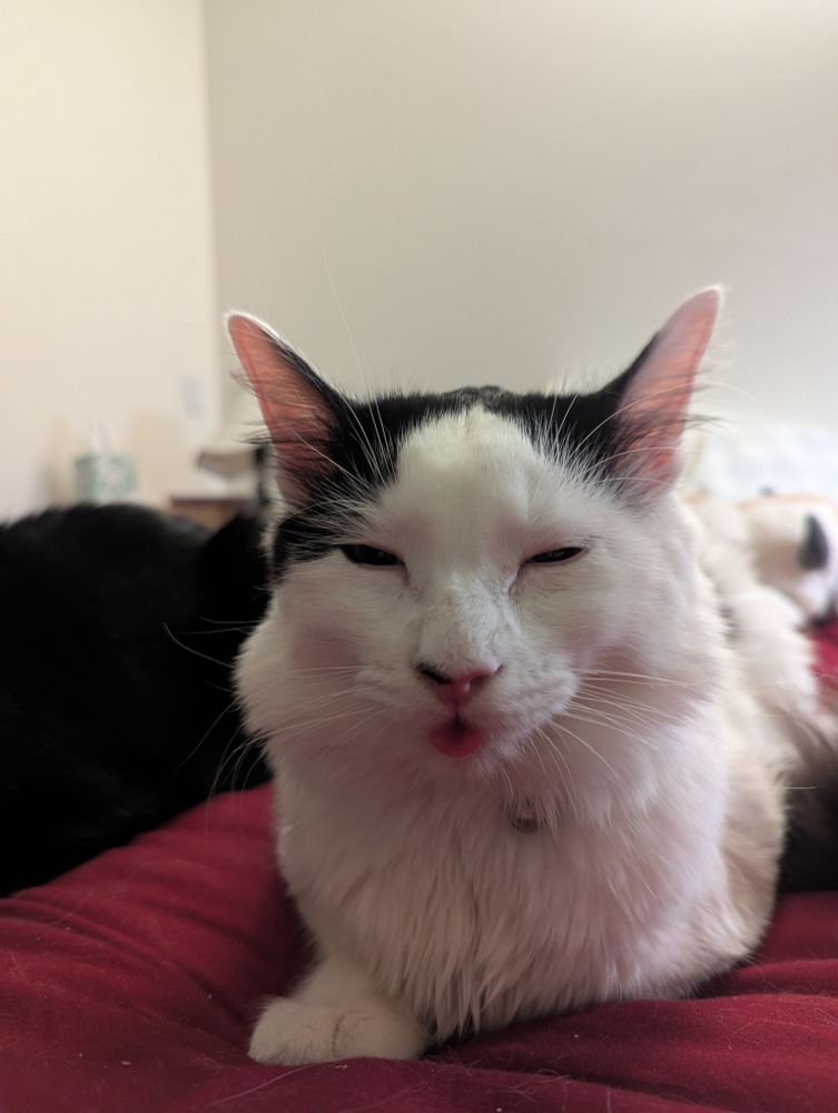 A white cat with black spots with his eyes closing and tongue out sitting on a bed with a red comforter 