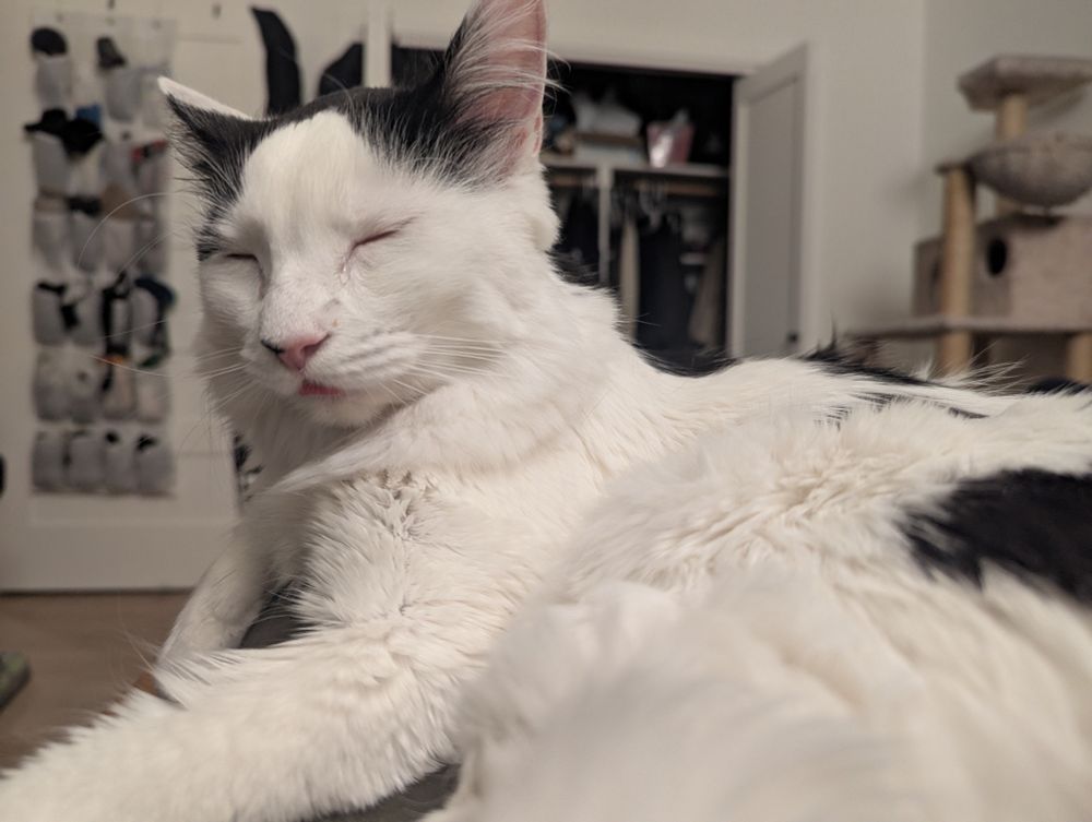 A white cat with black spots laying with his eyes closed. Background is an open bedroom door with hanging storage, an open closet, and a tan cat tree 