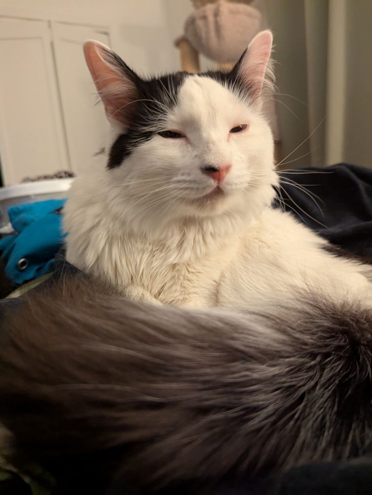 A white cat with black spots with his eyes closing sitting with his black tail wrapped around himself
