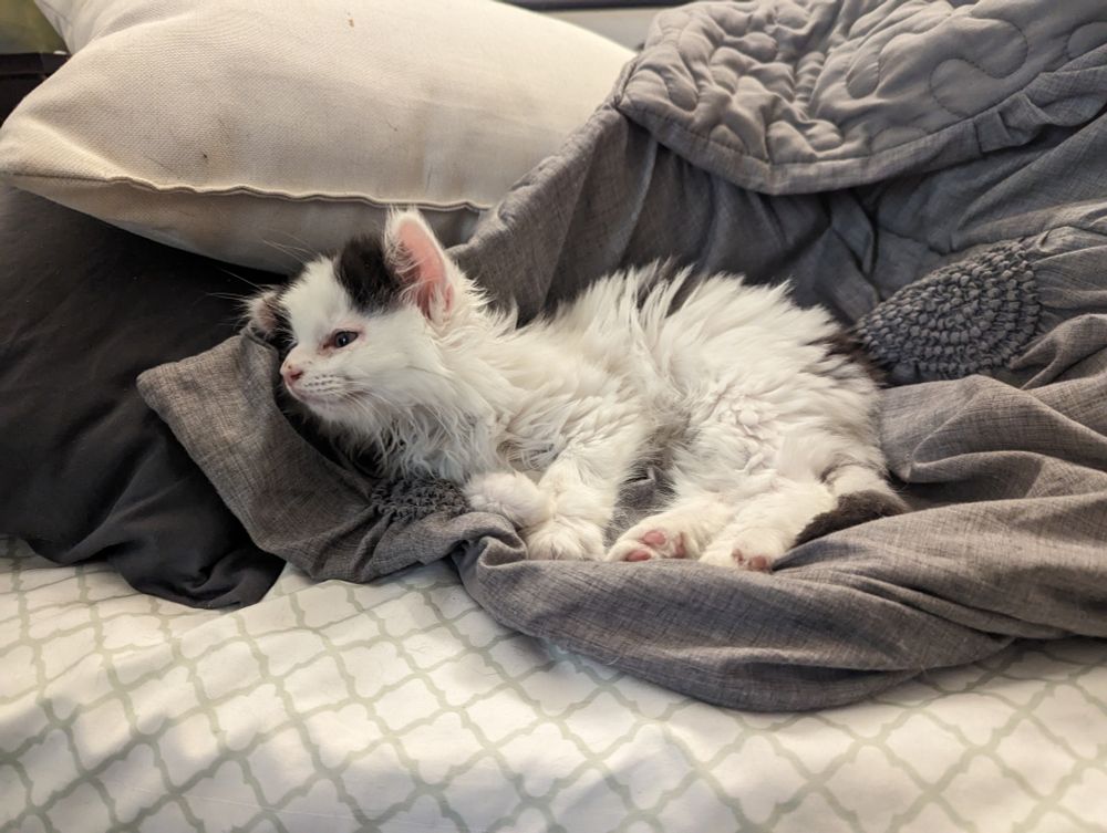 A white kitten with black spots laying on his side on a gray comforter that is on a white sheet with a black and a white pillow to his left