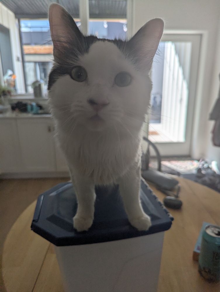 A white cat with black spots standing on a plastic container looking directly at the camera. Background is a kitchen with large windows and a glass door