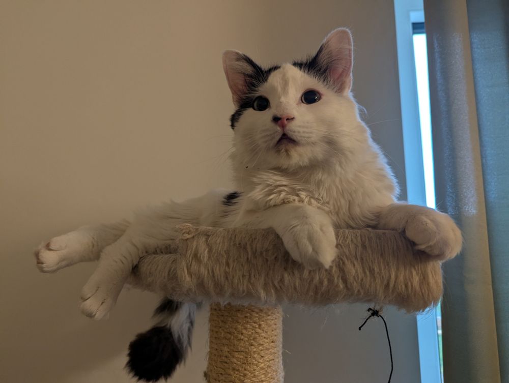 A white cat with black spots laying on top of a cat tree with his tail dangling behind it. To the right is a small portion of a window with sheer green curtains