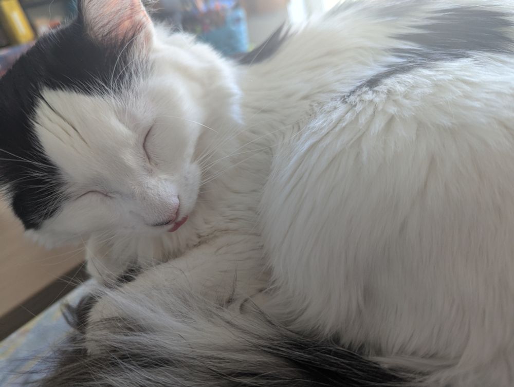 A white cat with black spots sitting with his head tucked in and tongue slightly out 