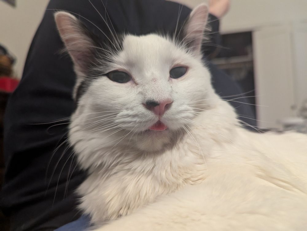 A white cat with black spots with his tongue slightly out with a blurry person's legs in the background 
