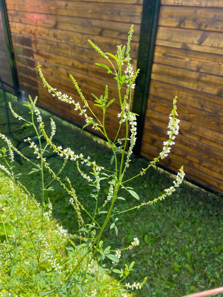 A flowering white sweetclover plant in front of a wooden fence