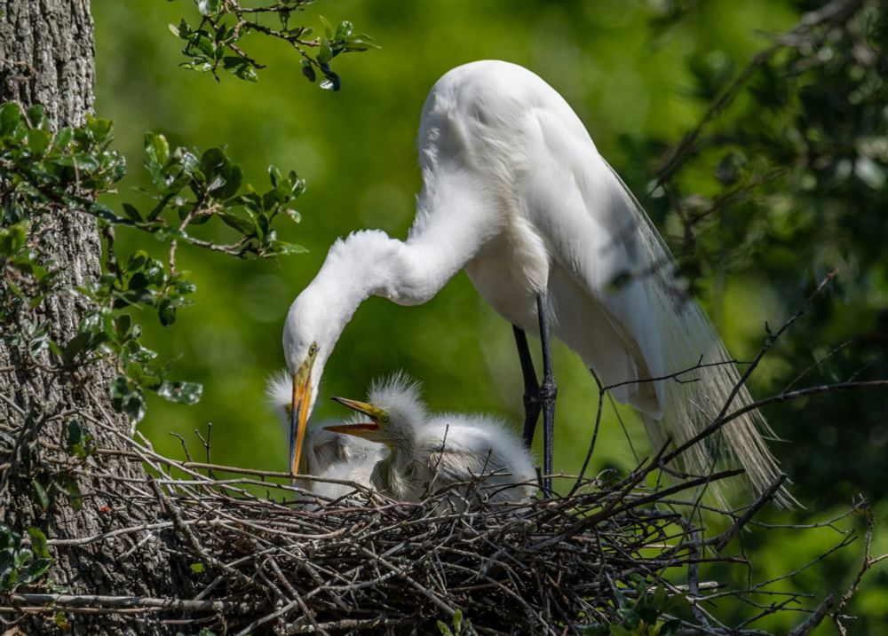 Offspring inherit more than DNA from their parents; they also gain gut microbiomes, antibodies, and environmental information about the place they are born or hatch. (image: Getty Images for Unsplash+)