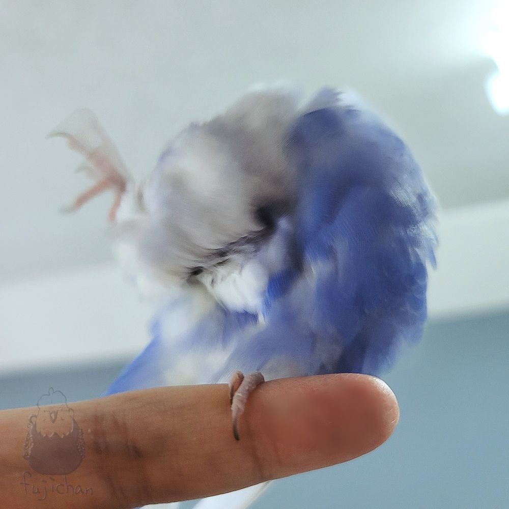 指に乗って片足を上げ、大きい動きで羽繕いをする癖毛セキセイインコ。体が青紫色で頭部が白い