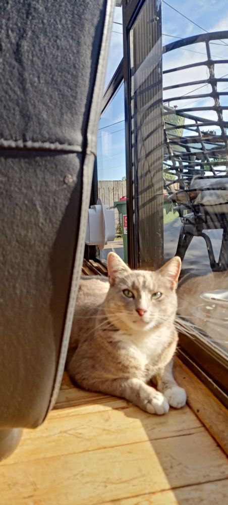 Photo of a grey and white cat sitting by a window in the sunlight, looking at the camera.