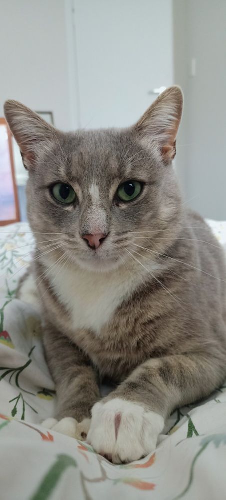 Photo of a grey and white cat.