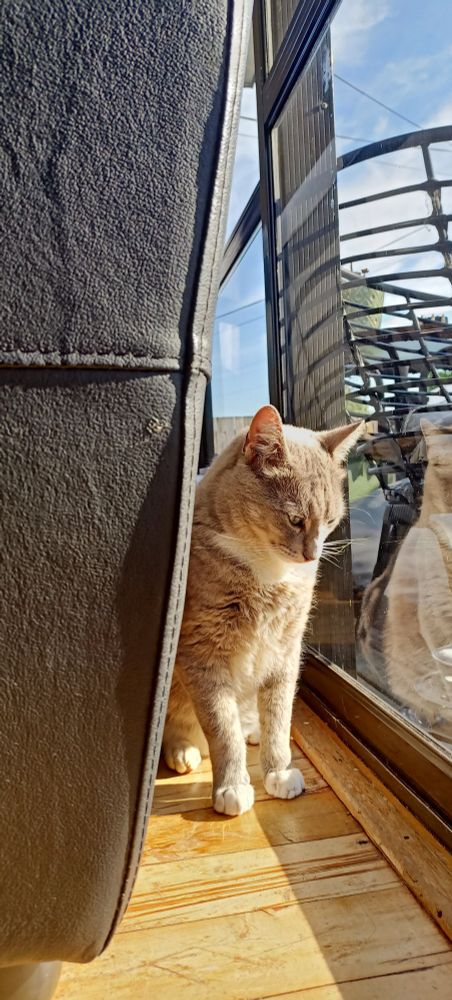 Photo of a grey and white cat sitting by a window in the sunlight.
