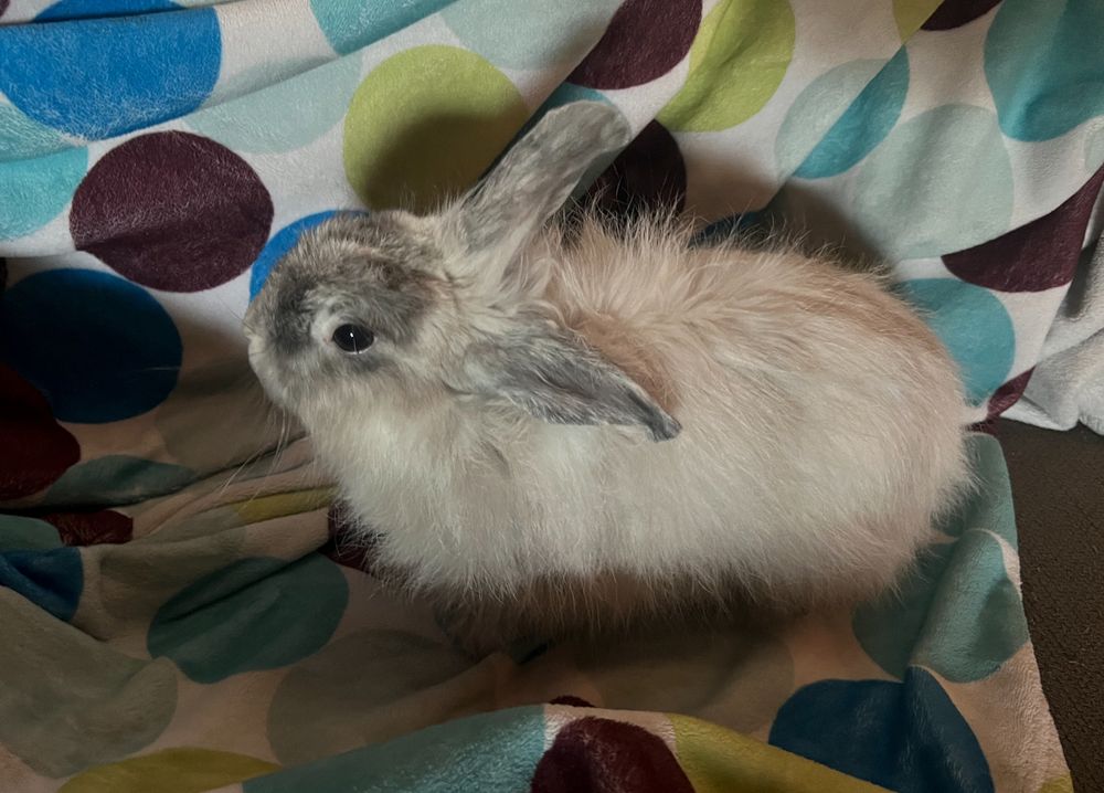 A very floofy wooly house rabbit on a blanket.