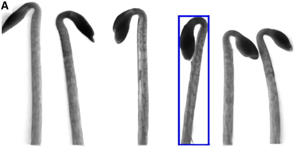 Image: Example image and creation of the ground-truth data used for machine learning. Credit: Current Biology (2024). DOI: 10.1016/j.cub.2024.11.021