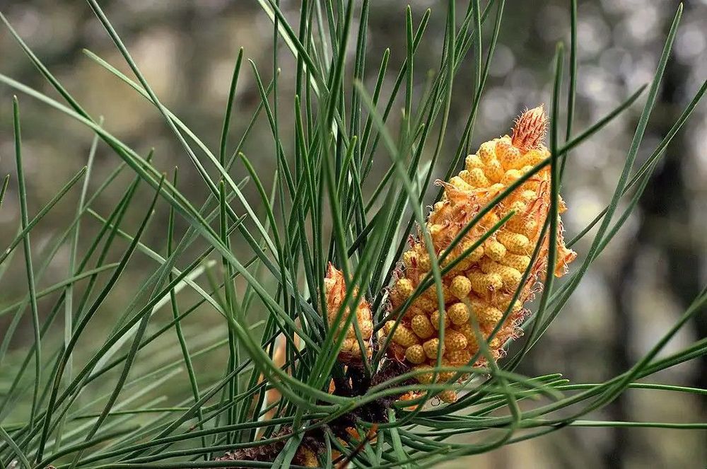 Image: Male cone of Pinus pinaster. Credit: Wikimedia