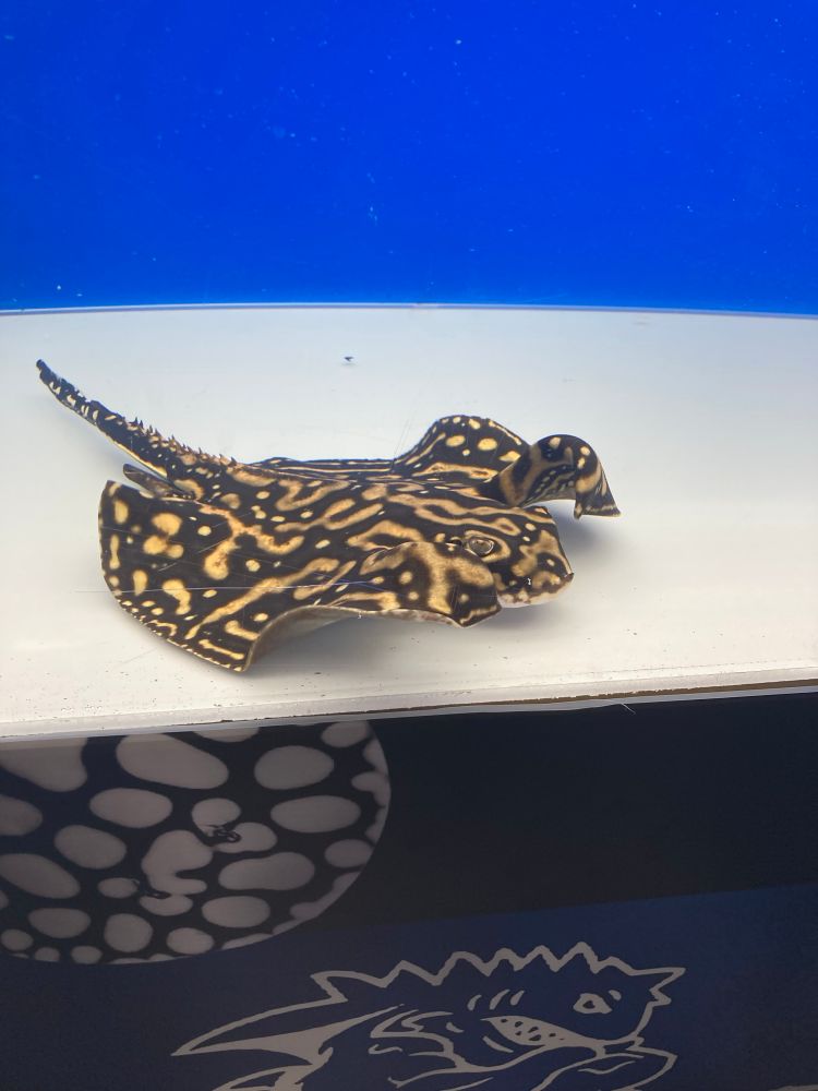 A ray or skate (unsure) swims in a tank. It has fins around its head that look like a vampire cape.